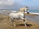Андалузская лошадь в Арсеньеве