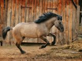 Башкирская лошадь в Арсеньеве