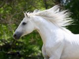 Терская лошадь в Новосиле