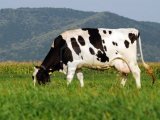 Голландская корова в Дорогобуже