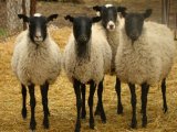 Романовские овцы в Арсеньеве