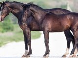 Карачаевская лошадь в Гае