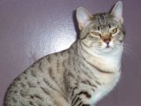 Австралийская дымчатая кошка в Черкесске