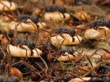Бродячие муравьи в Томске
