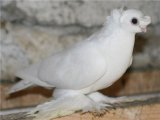 Бойные голуби в Арсеньеве