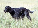 Голубой пикардийский эпаньоль в Луховицах