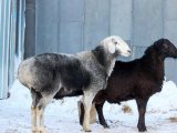 Эдильбаевские овцы в Долгопрудном