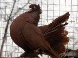 Николаевский голубь в Бредах