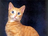 Американская жесткошерстная кошка в Кедровом
