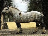 Лошадь першерон в Барнауле
