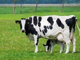 Черно-пестрая корова в Железноводске