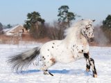 Лошадь аппалуза в Ростове