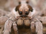Апулийский тарантул в Томске