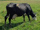 Ярославская корова в Новосиле