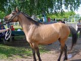 Вятская лошадь в Томске