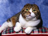 Шотландская вислоухая кошка в Томске