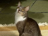 Бразильская короткошерстная кошка в Алатыре