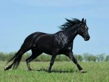 Кабардинская лошадь в Новосиле