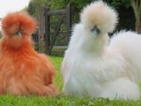 Китайская шелковая курица в Курлово