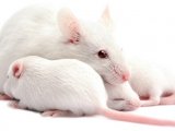 Белая лабораторная мышь в Донском