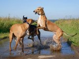 Грейхаунд в Нижнеудинске