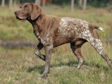 Голубой овернский бракк в Арсеньеве