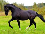 Русская рысистая лошадь в Белоусово