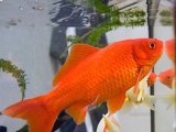 Золотая рыбка в Гае