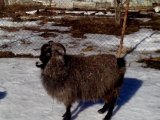 Придонская коза в Новосиле