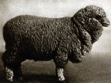 Кавказская овца в Северо-Курильске
