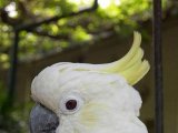 Попугай какаду в Гае