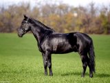 Кабардинская лошадь в Орске