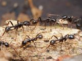Бродячие муравьи в Томске