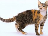 Американская жесткошерстная кошка в Саранске