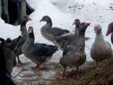 Шадринская порода гусей в России