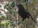 Ворона гавайская в Похвистнево