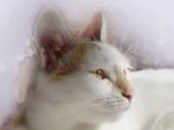 Анатолийская кошка в Саранске