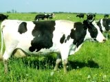 Холмогорская корова в Лосино-Петровском
