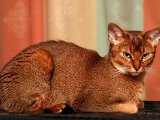 Абиссинская кошка в Чите