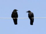 Ворона черная в Лосино-Петровском