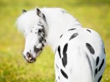 Лошадь аппалуза в Новосиле