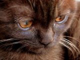 Йорская шоколадная кошка в Чебоксарах