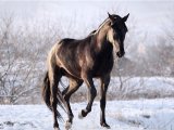 Карачаевская лошадь в Кургане