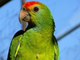 Амазон попугай в Оханске