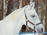 Терская лошадь в Томске