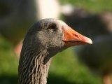 Крупная серая порода гусей в России