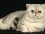 Экзотическая короткошерстная кошка в Томске