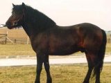 Гуцульская лошадь в Новосиле