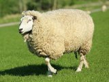 Куйбышевские овцы в Бузулуке