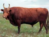 Калмыцкая корова в Чебоксарах